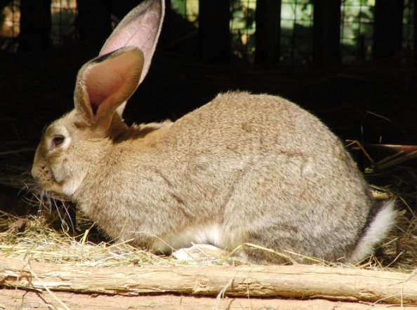 Flemish Giant rabbit temperament