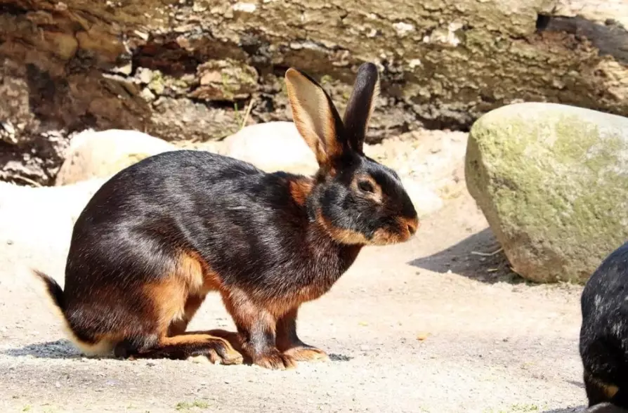 belgian hare care