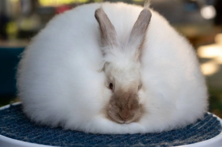 angora rabbit care