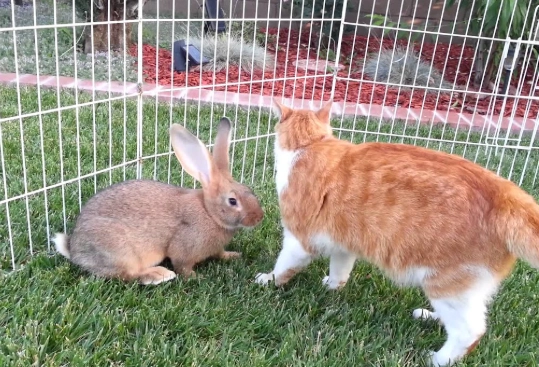 raising Flemish Giant kits