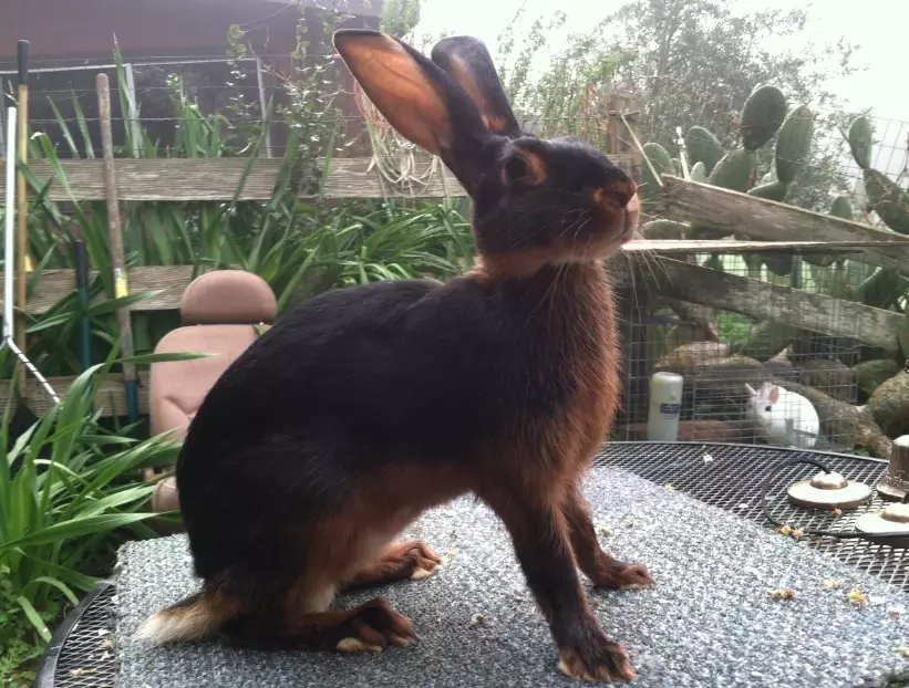 belgian hare rabbit