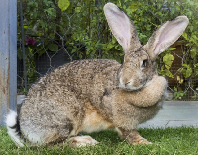 Flemish Giant rabbit pet
