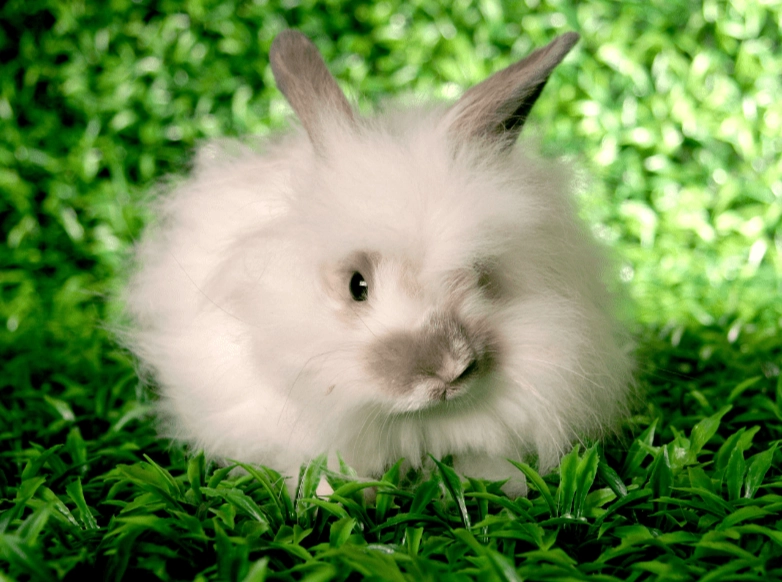 french angora rabbit