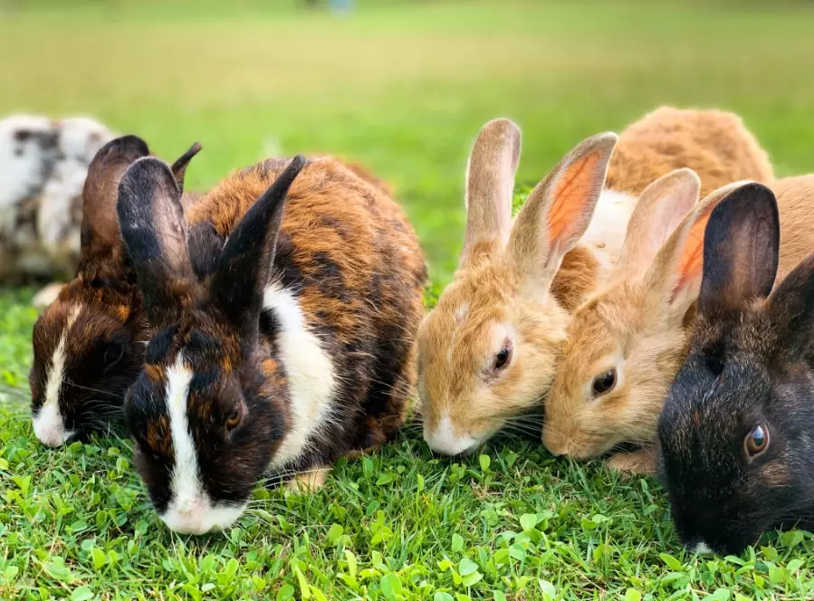 rabbit breed comparison