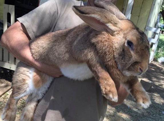 Flemish Giant rabbit weight