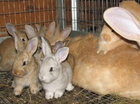Flemish Giant baby rabbit