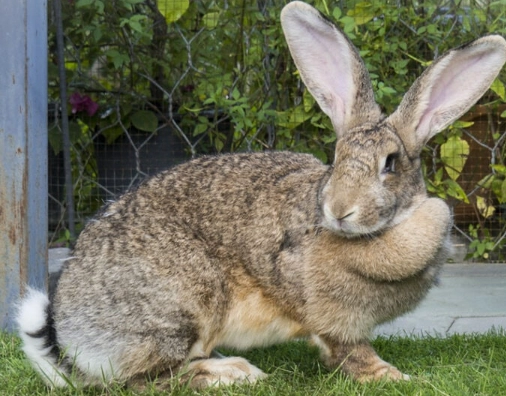 Flemish giant rabbit lifespan