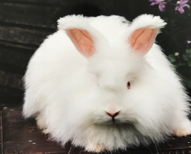 angora