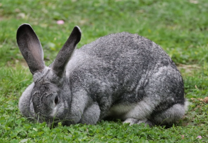 chinchilla size guide chinchilla size guide