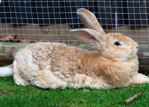 giant rabbit care giant rabbit care