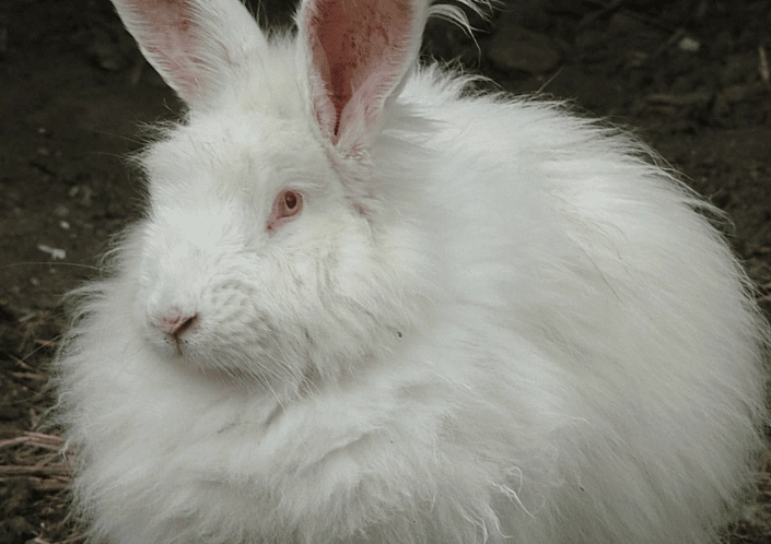 giant angora