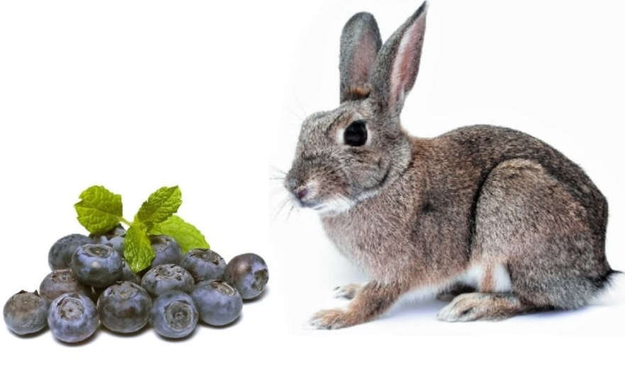 safe fruits for rabbits safe fruits for rabbits