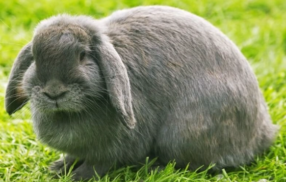 giant rabbit breeds