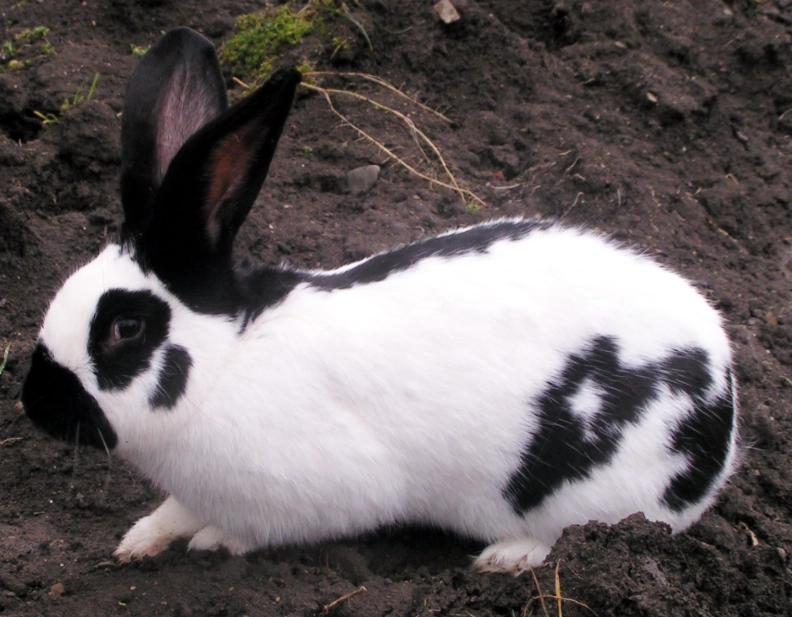 large rabbit housing