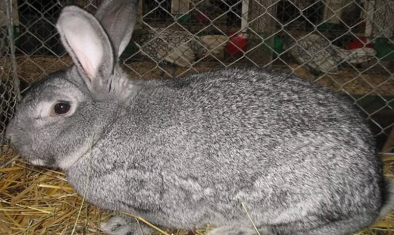 chinchilla rabbit care