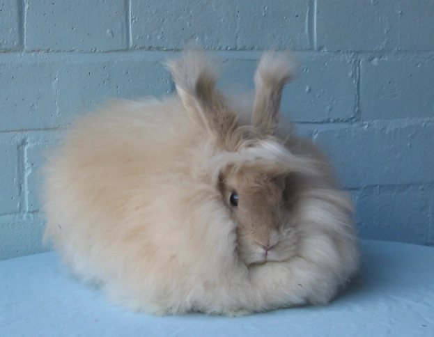 english angora grooming