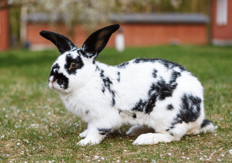 checkered giant rabbit