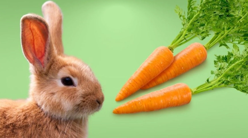 rabbit diet