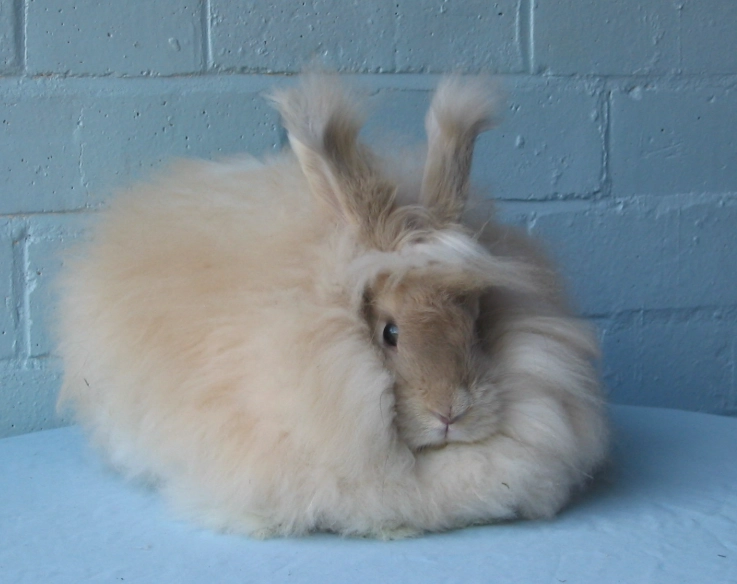 angora rabbit care