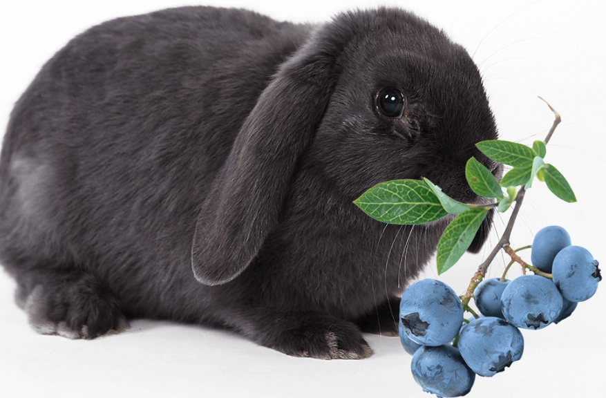 rabbit diet rabbit diet