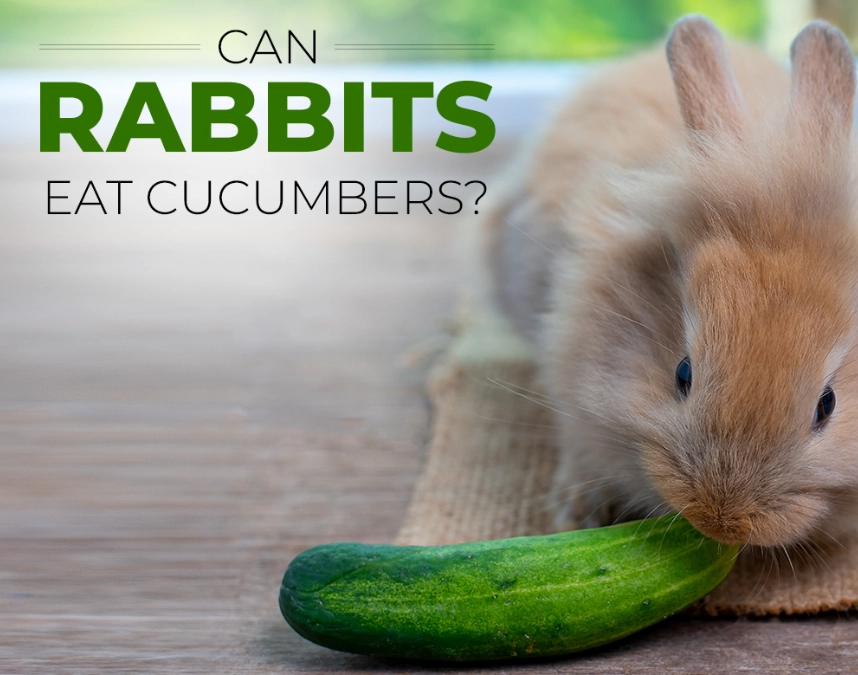 can rabbits eat cucumbers