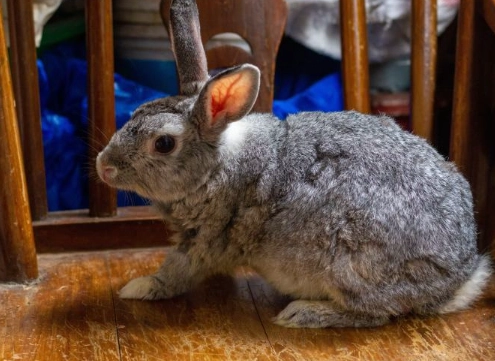 large chinchilla care large chinchilla care