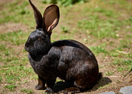 giant rabbit care giant rabbit care