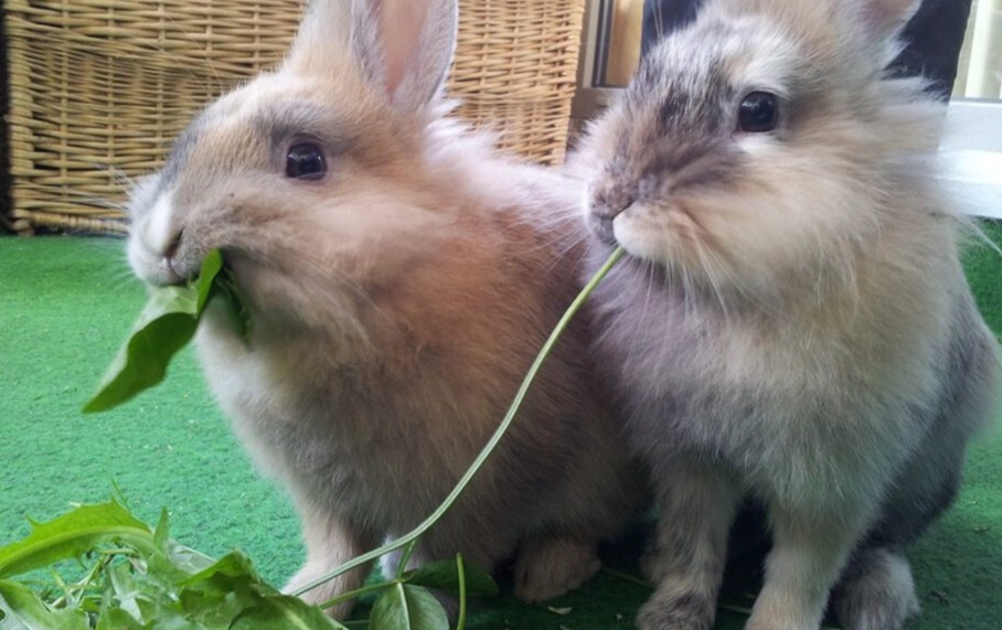 is spinach good for rabbits