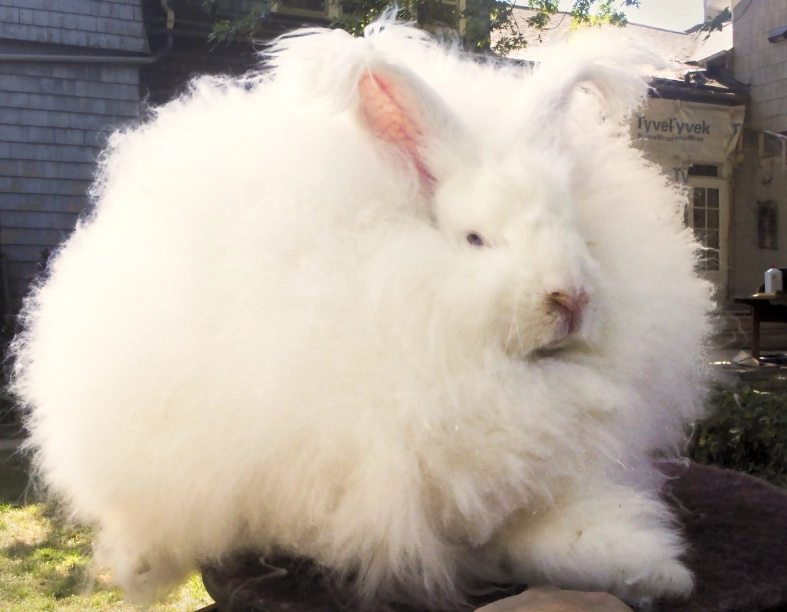 angora rabbit grooming
