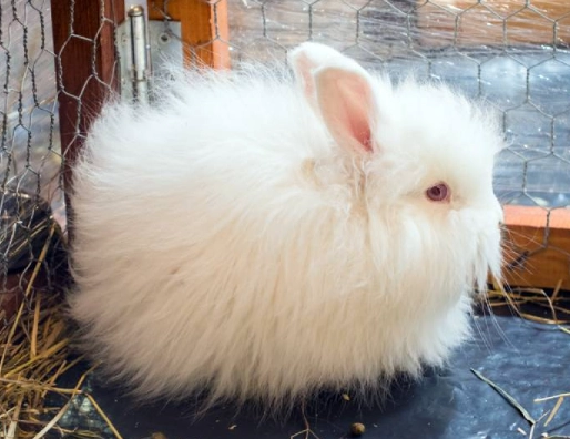 giant angora care