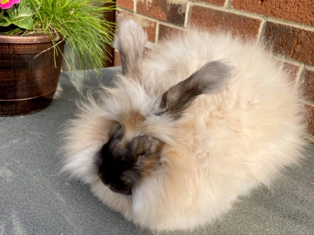 angora rabbit health