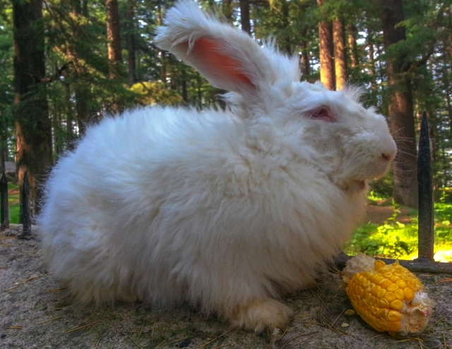 giant angora rabbit
