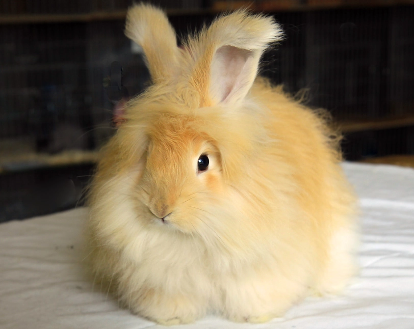 angora rabbit wool harvesting