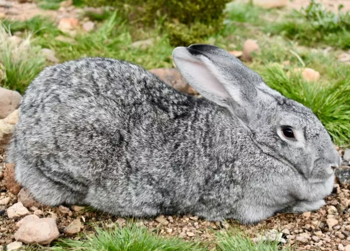 giant chinchilla