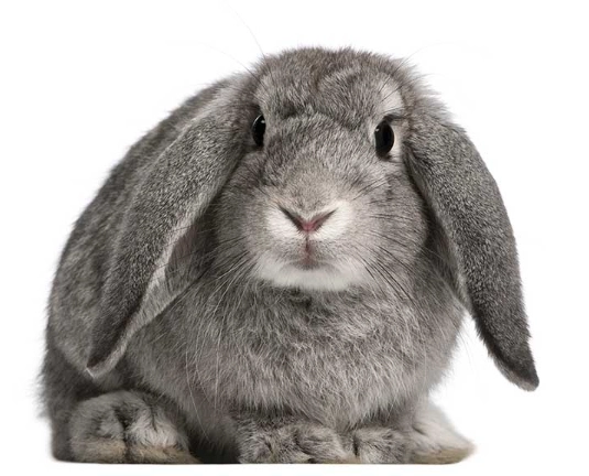 velveteen lop care velveteen lop care