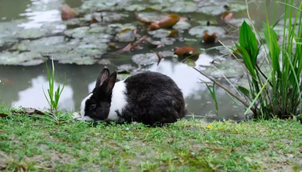 rabbit swimming