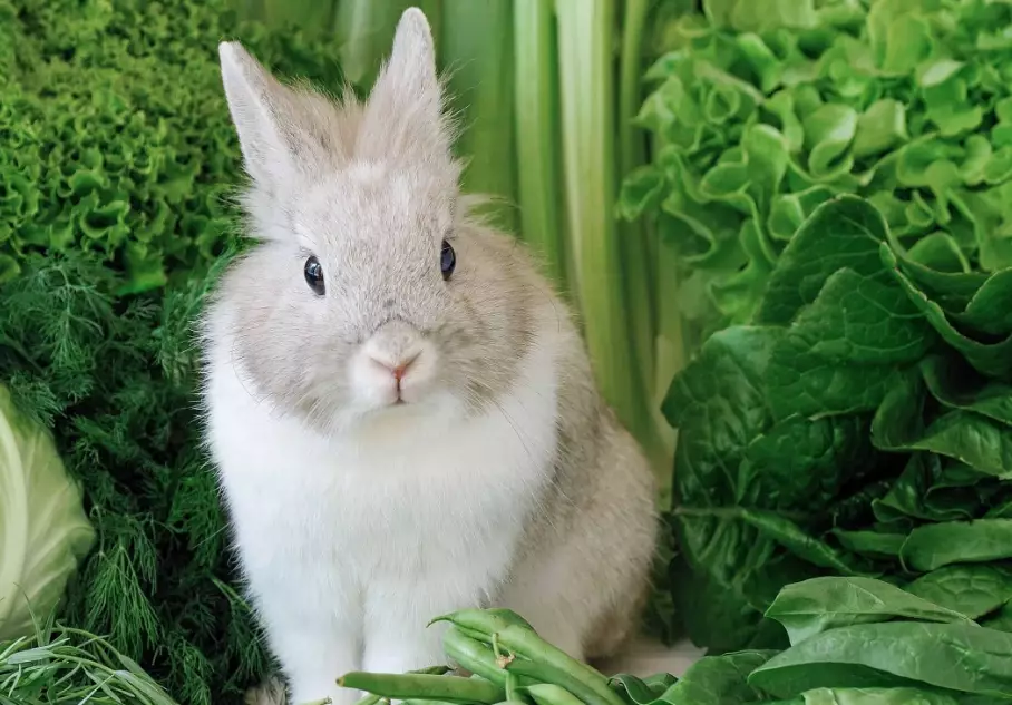 is spinach good for rabbits