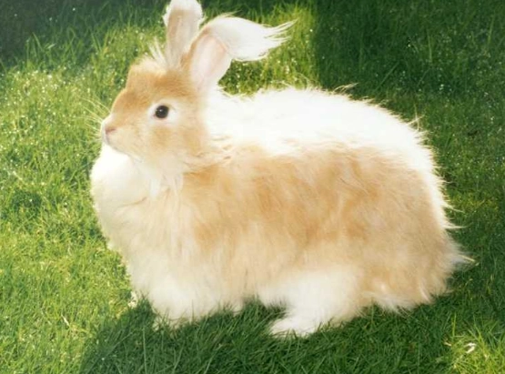 english angora grooming