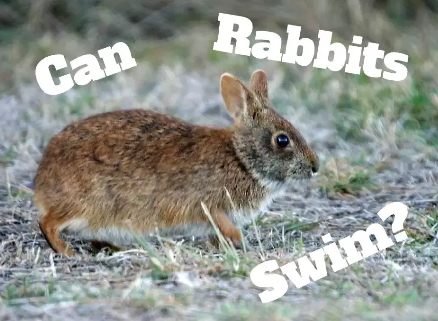 can rabbits swim