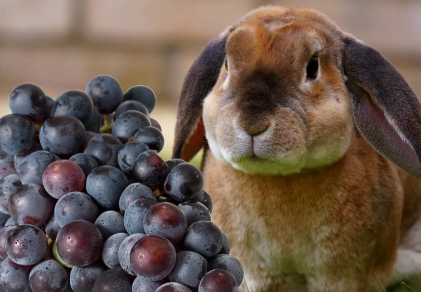 can rabbits have grapes