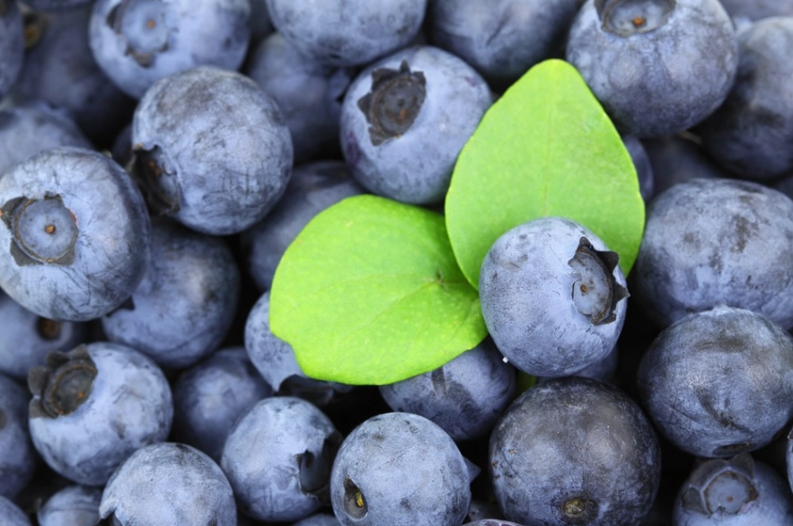 rabbit diet rabbit diet