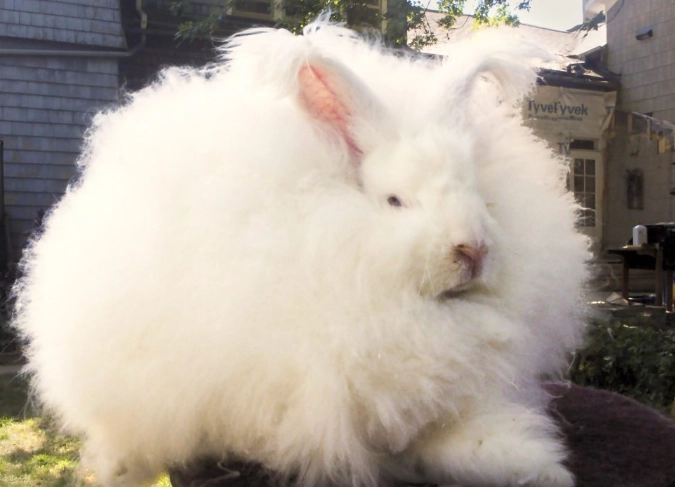 giant angora wool