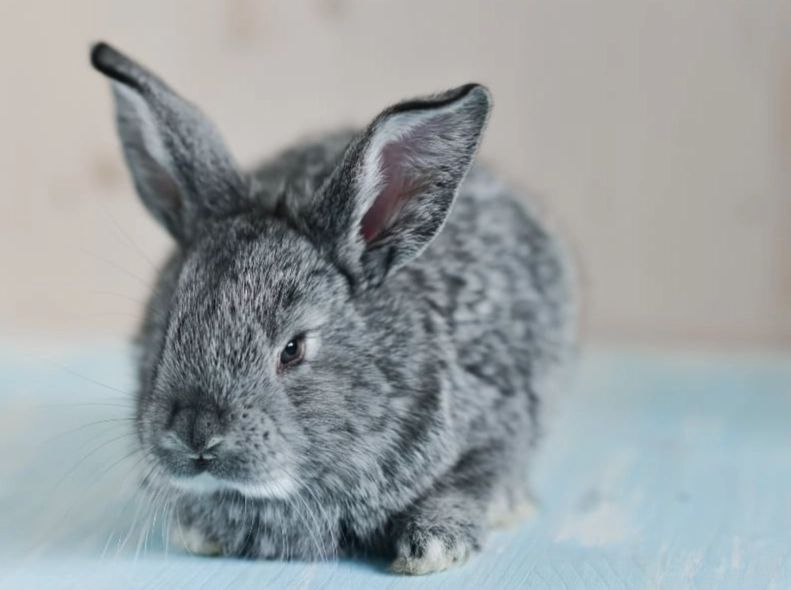 chinchilla rabbit breed