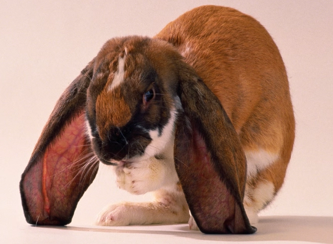 velveteen lop temperament velveteen lop temperament