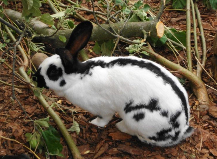 giant rabbit breed