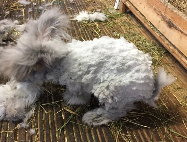 angora rabbit health