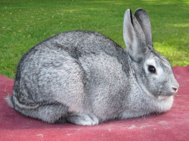 chinchilla rabbit lifespan