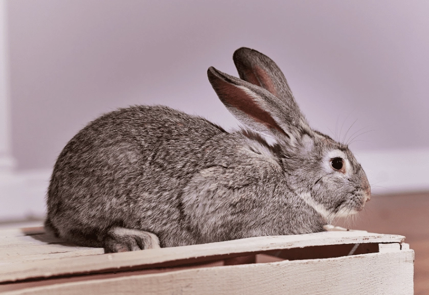 chinchilla rabbit lifespan