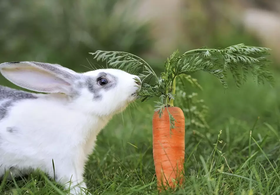 can rabbits eat carrots