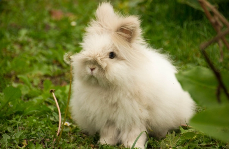 angora rabbit wool harvesting